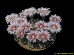 Gymnocalycium calochlorum B93 106